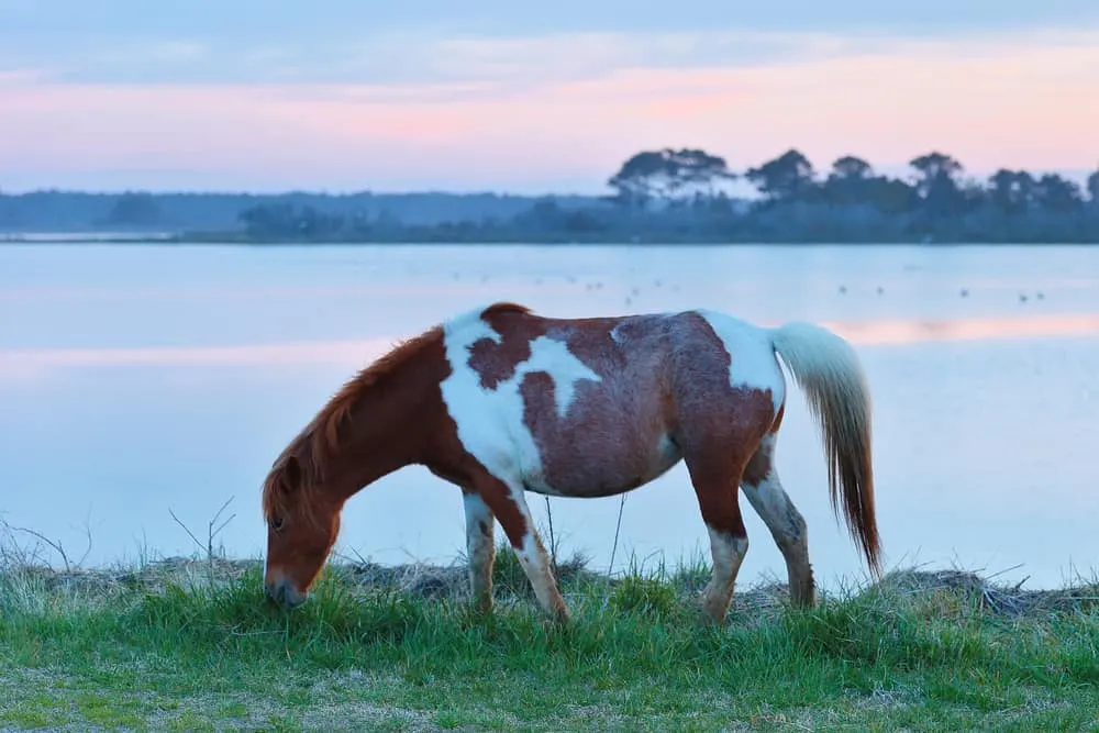 The Chincoteague National Wildlife Refuge